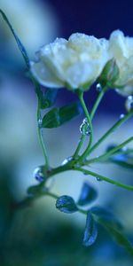 Drops,Flor,Macro,Planta