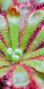 Macro,Drosera Spatulata,Plant,Surface