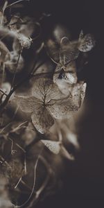 Macro,Dry,Flower,Petals,Hydrangea