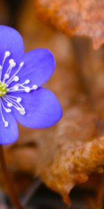 Macro,Dry Leaves,Flowers,Plant