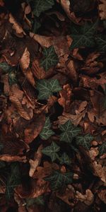 Macro,Dry,Leaves,Plant,Brown