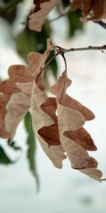 Macro,Dry,Oak,Autumn,Foliage