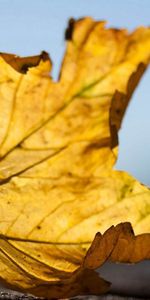 Macro,Dry,Sheet,Leaf,Maple,Veins