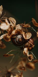 Macro,Dry,Snail,Autumn,Leaves