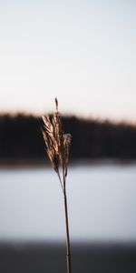 Macro,Dry,Stem,Stalk,Plant