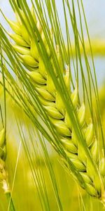 Macro,Campo,Oreja,Oído