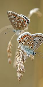 Macro,Ears,Spikes,Animals,Wings,Butterflies