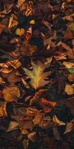 Macro,Fallen Leaves,Leaves,Brown,Autumn