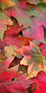 Macro,Fallen,Leaves,Maple,Autumn