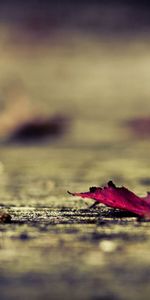 Macro,Fallen,Surface,Sheet,Leaf,Autumn