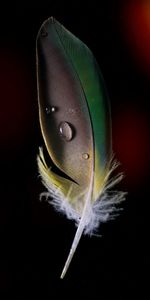 Macro,Feather,Pen,Drops