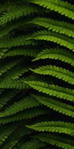 Macro,Fern,Leaves