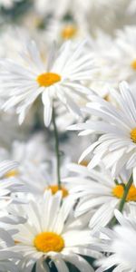 Camomila,Campo,Planta,Macro,Flores