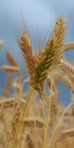 Macro,Campo,Orejas,Maduro,Espigas,Viento