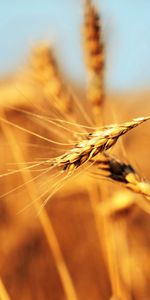 Macro,Campo,Maduro,Viento,Oído,Oreja