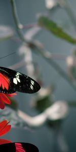 Flor,Macro,Vuelo,Patrón,Mariposa