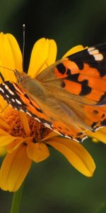 Flor,Macro,Vuelo,Patrones,Mariposa