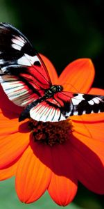 Macro,Flight,Flower,Wings,Butterfly