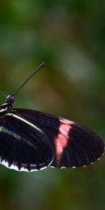 Macro,Flight,Patterns,Butterfly,Wings,Flower