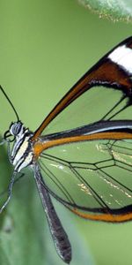 Macro,Patrón,Vuelo,Alas,Mariposa