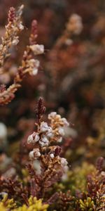 Nature,Flore,Macro,Plantes