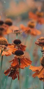 Flou,Lisse,Parterre,Parterre De Fleurs,Papillon,Macro,Fleurs