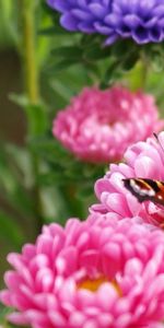 Macro,Flower,Bright,Butterfly