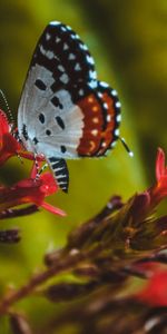 Macro,Flower,Close Up,Wings,Butterfly,Patterns