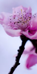 Macro,Flower,Flowering,Branch,Plant,Bloom,Spring