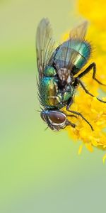 Flor,Macro,Volar