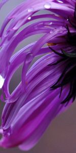 Macro,Flower,Lilac,Drops