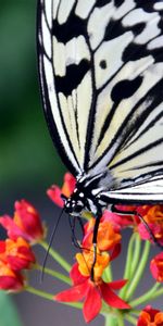 Macro,Flower,Patterns,Butterfly