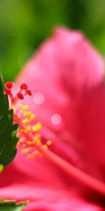 Macro,Flower,Petals