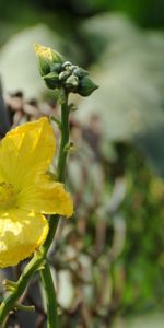 Macro,Flower,Petals,Grid