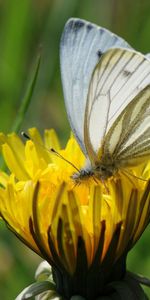 Macro,Flower,Plant,Butterfly