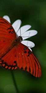 Macro,Flower,Wings,Butterfly