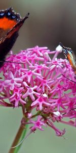 Macro,Flower,Wings,Butterfly