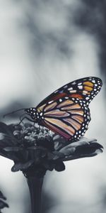 Macro,Flower,Wings,Butterfly,Patterns