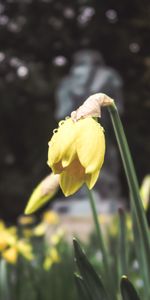 Flor,Macro,Cama De Flores,Parterre,Primavera,Narciso