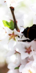 Bourdon,Branche,Macro,Source,Floraison,Printemps