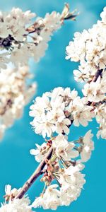 Macro,Flowering,Branch,Bloom,Spring