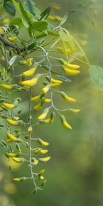 Macro,Branche,Acacia,Bourgeons,Floraison