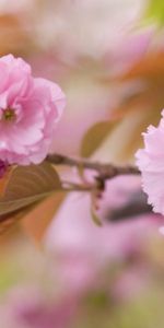 Macro,Flowering,Branch,Flowers,Bloom