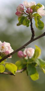 Planter,Branche,Plante,Macro,Floraison