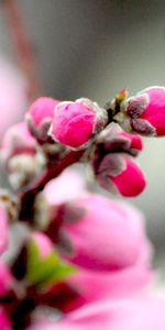 Macro,Flowering,Pink,Flower,Bloom,Plant