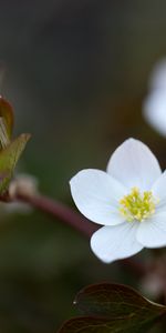 Macro,Flowering,Plant,Bloom,Flower