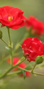 Macro,Flowers,Branch