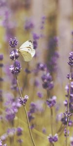 Macro,Campo,Flores,Mariposa