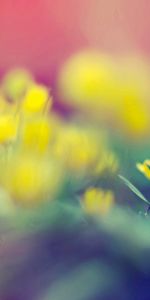 Macro,Flowers,Grass,Shine,Light,Spots,Greased,Smeared,Stains