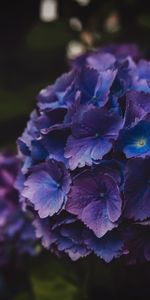 Macro,Hortensia,Inflorescencia,Flores,Púrpura,Violeta